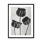 Abutilon (lime Mallow) Pod - Karl Blossfeldt Art Print, Three Tulips Rendered Black White Stark Shadows Contrast