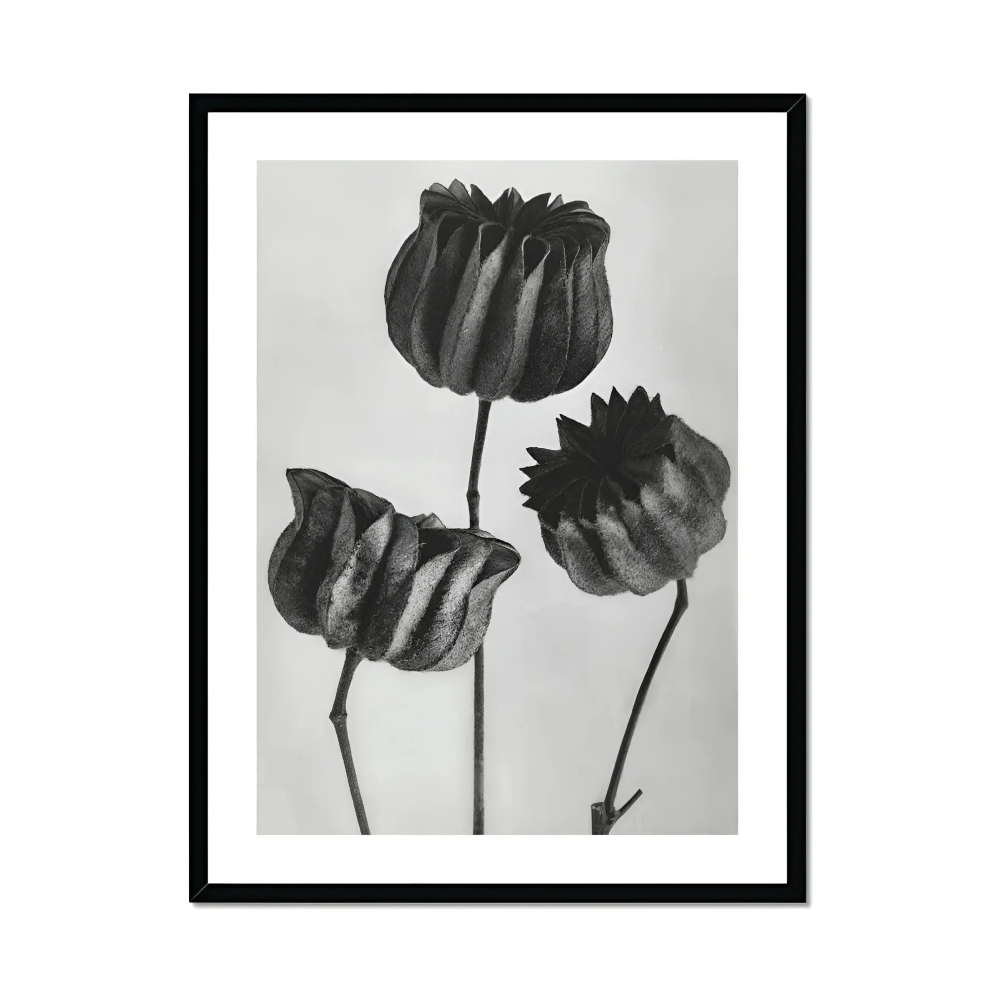 Abutilon (lime Mallow) Pod - Karl Blossfeldt Art Print, Three Tulips Rendered Black White Stark Shadows Contrast
