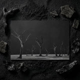 Acacia Trees of Deadvlei Art Print / Canvas Black-and-white Photographic Print Desolate Landscape Bare Skeletal Trees Acacia Trees,