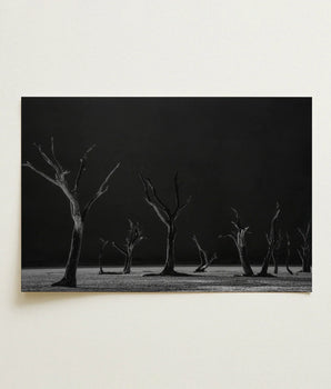 Black-and-white Photographic Print Skeletal Trees Dark Background Acacia, Namib-naukluft Park, Salt-white Clay
