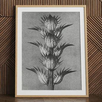 Acanthus Mollis (bear’s Breeches) - Karl Blossfeldt Art Print / Canvas, 24x32’’ / 61x81cm / Natural Frame / Matboard, Posters Prints &