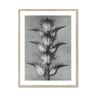 Acanthus Mollis (bear’s Breeches) - Karl Blossfeldt Art Print, Black White Botanical Photograph Spiky Thistle Plant Multiple
