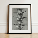 Acanthus Mollis (bear’s Breeches) - Karl Blossfeldt Art Print / Canvas, 12x16’’ / 31x41cm / Black Frame / Matboard, Posters Prints & Visual