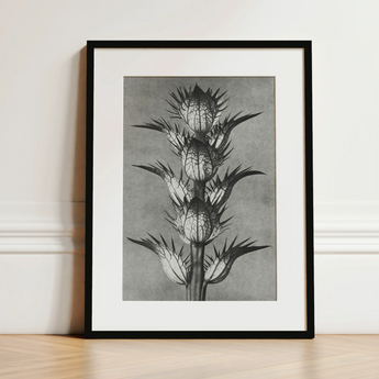 Acanthus Mollis (bear’s Breeches) - Karl Blossfeldt Art Print / Canvas, 12x16’’ / 31x41cm / Black Frame / Matboard, Posters Prints & Visual
