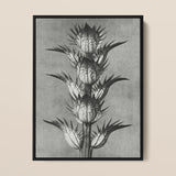 Acanthus Mollis (bear’s Breeches) - Karl Blossfeldt Art Print / Canvas, 12x16’’ / 31x41cm / Black Frame, Posters Prints & Visual Artwork,