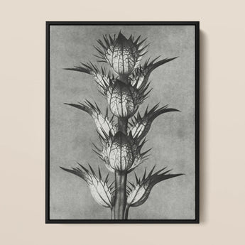 Acanthus Mollis (bear’s Breeches) - Karl Blossfeldt Art Print / Canvas, 12x16’’ / 31x41cm / Black Frame, Posters Prints & Visual Artwork,
