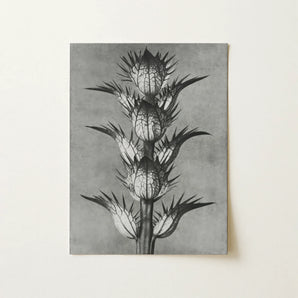 Acanthus Mollis (bear’s Breeches) - Karl Blossfeldt Art Print / Canvas, 12x16’’ / 31x41cm / Unframed / no Border, Posters Prints & Visual