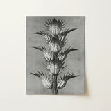 Acanthus Mollis (bear’s Breeches) - Karl Blossfeldt Art Print / Canvas, 12x16’’ / 31x41cm / Unframed / no Border, Posters Prints & Visual
