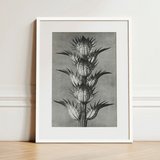 Acanthus Mollis (bear’s Breeches) - Karl Blossfeldt Art Print / Canvas, 12x16’’ / 31x41cm / White Frame / Matboard, Posters Prints & Visual