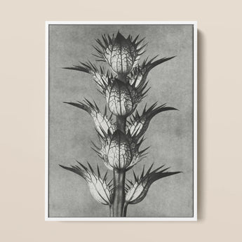 Acanthus Mollis (bear’s Breeches) - Karl Blossfeldt Art Print / Canvas, 12x16’’ / 31x41cm / White Frame, Posters Prints & Visual Artwork,