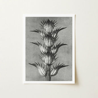 Acanthus Mollis (bear’s Breeches) - Karl Blossfeldt Art Print / Canvas Black-and-white Botanical Tall Spiky Plant Segmented Pods