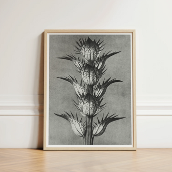 Framed Black White Botanical Illustration Spiky Plant Light Karl Blossfeldt’s Acanthus, Mollis, Blossfeldt Art