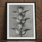 Acanthus Mollis (bear’s Breeches) - Karl Blossfeldt Art Print / Canvas Black-framed Botanical Detailed Monochrome Illustration Spiky
