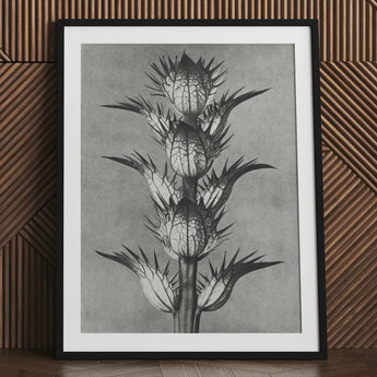 Acanthus Mollis (bear’s Breeches) - Karl Blossfeldt Art Print / Canvas Black-framed Botanical Detailed Monochrome Illustration Spiky