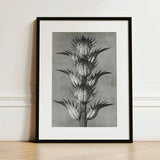 Acanthus Mollis (bear’s Breeches) - Karl Blossfeldt Art Print / Canvas Black-framed Botanical Illustration Detailed Monochromatic Depiction