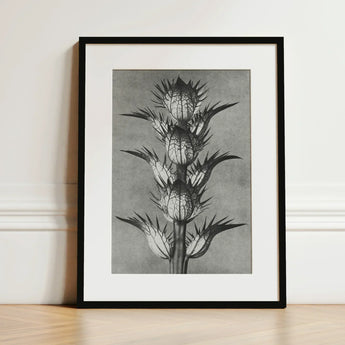 Acanthus Mollis (bear’s Breeches) - Karl Blossfeldt Art Print / Canvas Black-framed Botanical Illustration Detailed Monochromatic Depiction