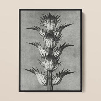 Acanthus Mollis (bear’s Breeches) - Karl Blossfeldt Art Print / Canvas Black-framed Botanical Spiky Segmented Plant Monochrome
