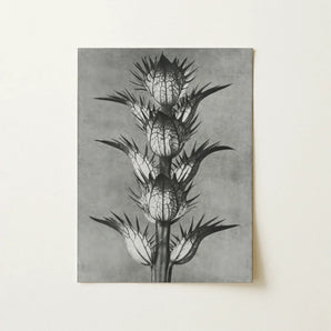 Acanthus Mollis (bear’s Breeches) - Karl Blossfeldt Art Print / Canvas Black-and-white Botanical Illustration Spiky Plant Detailed Textured
