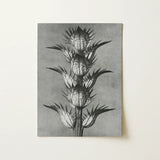 Acanthus Mollis (bear’s Breeches) - Karl Blossfeldt Art Print / Canvas Black-and-white Botanical Illustration Print Spiky Plant Detailed