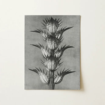 Acanthus Mollis (bear’s Breeches) - Karl Blossfeldt Art Print / Canvas Black-and-white Botanical Illustration Print Spiky Plant Detailed