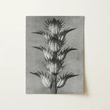 Acanthus Mollis (bear’s Breeches) - Karl Blossfeldt Art Print / Canvas Black-and-white Botanical Illustration Spiky Plant Detailed Textured