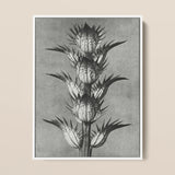 Acanthus Mollis (bear’s Breeches) - Karl Blossfeldt Art Print / Canvas Black-and-white Botanical Illustration Print Spiky Plant White Frame