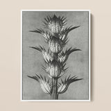 Acanthus Mollis (bear’s Breeches) - Karl Blossfeldt Art Print / Canvas Black-and-white Botanical Illustration Spiky Plant White Frame