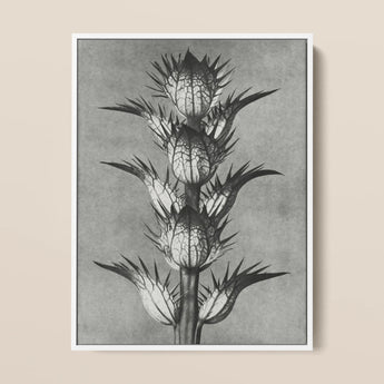 Acanthus Mollis (bear’s Breeches) - Karl Blossfeldt Art Print / Canvas Black-and-white Botanical Illustration Spiky Plant White Frame