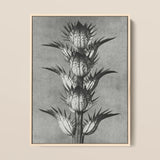 Acanthus Mollis (bear’s Breeches) - Karl Blossfeldt Art Print / Canvas Black-and-white Botanical Illustration Spiky Plant Light Wood Frame