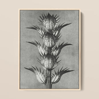 Acanthus Mollis (bear’s Breeches) - Karl Blossfeldt Art Print / Canvas Black-and-white Botanical Illustration Spiky Plant Light Wood Frame
