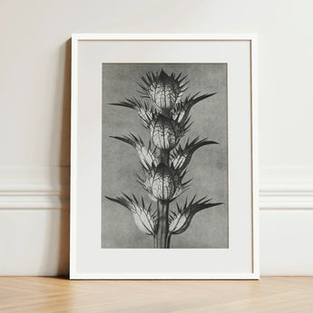 Acanthus Mollis (bear’s Breeches) - Karl Blossfeldt Art Print / Canvas Black-and-white Botanical Illustration Spiky Plant Minimalist White