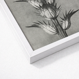 White Framed Black Botanical Illustration Thistle Karl Blossfeldt’s Acanthus, Mollis, Blossfeldt Art