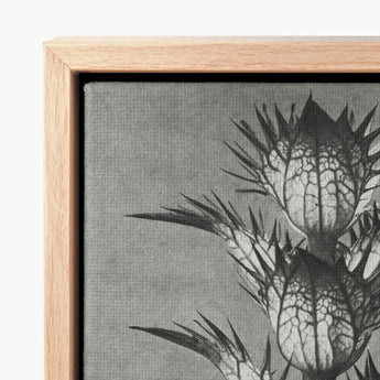 Framed Black-and-white Botanical Print Spiky Thistle Flowers Textured Karl Blossfeldt’s Acanthus, Mollis, Blossfeldt Art