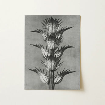 Acanthus Mollis (bear’s Breeches) - Karl Blossfeldt Art Print / Canvas, Karl Blossfeldt’s Acanthus, Blossfeldt’s Acanthus Mollis, Karl