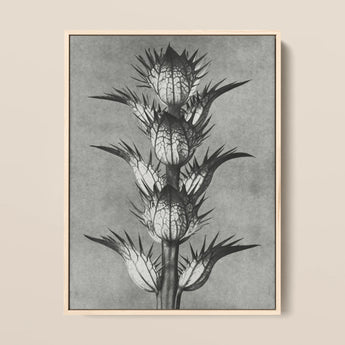 Acanthus Mollis (bear’s Breeches) - Karl Blossfeldt Art Print / Canvas, Karl Blossfeldt’s Acanthus, Blossfeldt’s Acanthus Mollis, Karl