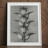 Acanthus Mollis (bear’s Breeches) - Karl Blossfeldt Art Print / Canvas, Karl Blossfeldt’s Acanthus, Blossfeldt’s Acanthus Mollis, Karl