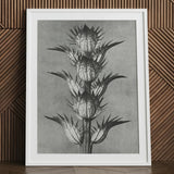 Acanthus Mollis (bear’s Breeches) - Karl Blossfeldt Art Print / Canvas Framed Black White Botanical Illustration Spiky Plant Detailed