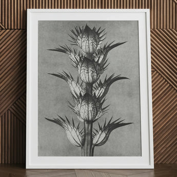 Acanthus Mollis (bear’s Breeches) - Karl Blossfeldt Art Print / Canvas Framed Black White Botanical Illustration Spiky Plant Detailed