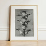 Acanthus Mollis (bear’s Breeches) - Karl Blossfeldt Art Print / Canvas Framed Black White Botanical Illustration Spiky Plant Light