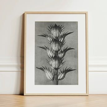 Acanthus Mollis (bear’s Breeches) - Karl Blossfeldt Art Print / Canvas Framed Black White Botanical Illustration Spiky Plant Light