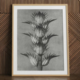 Acanthus Mollis (bear’s Breeches) - Karl Blossfeldt Art Print / Canvas Framed Black White Botanical Spiky Segmented Plant Blossfeldt’s,
