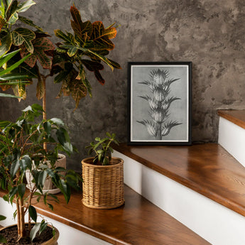 Acanthus Mollis (bear’s Breeches) - Karl Blossfeldt Art Print / Canvas Framed Botanical Thistle Plant Wooden Surface Blossfeldt’s, Prints