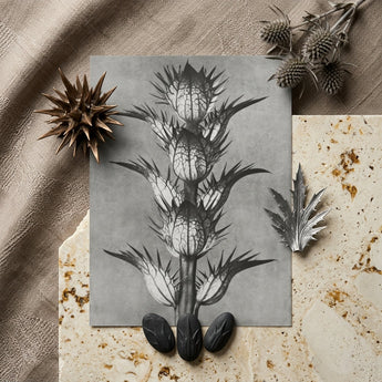 Acanthus Mollis (bear’s Breeches) - Karl Blossfeldt Art Print / Canvas Monochrome Botanical Illustration Print Spiky Segmented Plant