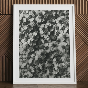 Achillea Millefolium (achillée millefeuille) - Tirage d’art Karl Blossfeldt / Toile, 24x32’’ / 61x81cm / Cadre blanc / Passe-partout, Posters Prints &