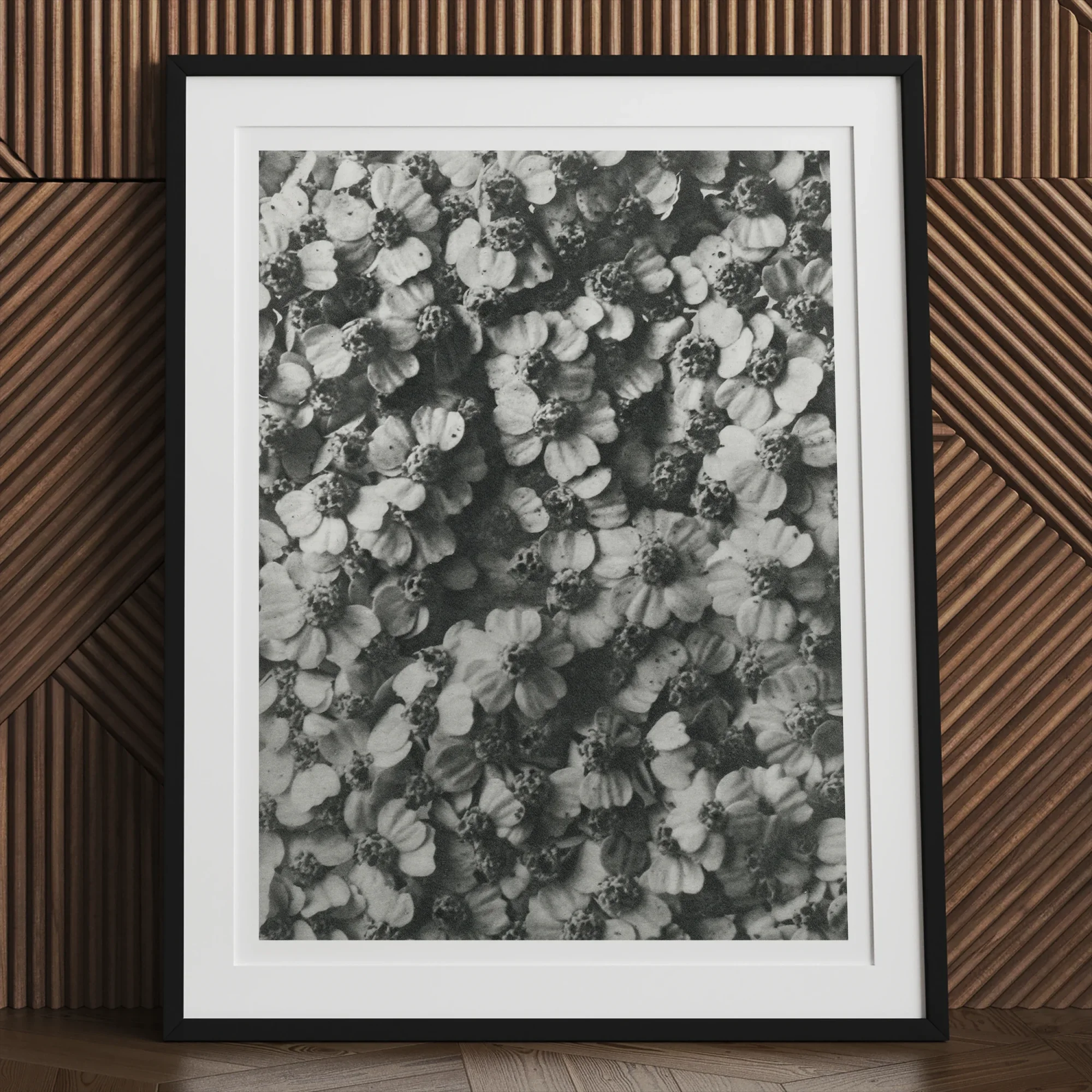 Achillea Millefolium (common Yarrow) Karl Blossfeldt Art Print, 30x40’’ / 76x101cm / Unframed, Framed Black White Photograph Densely