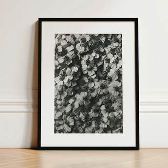 Achillea Millefolium (common Yarrow) - Karl Blossfeldt Art Print / Canvas, 12x16’’ / 31x41cm / Black Frame / Matboard, Posters Prints &
