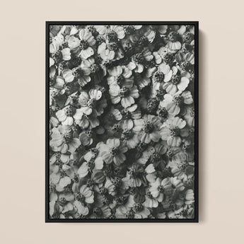 Achillea Millefolium (common Yarrow) - Karl Blossfeldt Art Print / Canvas, 12x16’’ / 31x41cm / Black Frame, Posters Prints & Visual