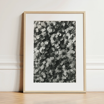 Achillea Millefolium (common Yarrow) - Karl Blossfeldt Art Print / Canvas, 12x16’’ / 31x41cm / Natural Frame / Matboard, Posters Prints &