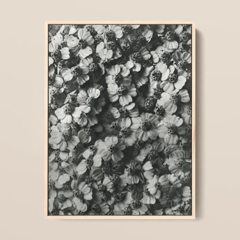 Achillea Millefolium (common Yarrow) - Karl Blossfeldt Art Print / Canvas, 12x16’’ / 31x41cm / Natural Frame, Posters Prints & Visual