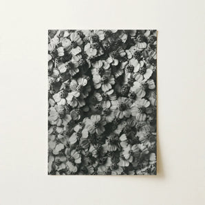 Achillea Millefolium (common Yarrow) - Karl Blossfeldt Art Print / Canvas, 12x16’’ / 31x41cm / Unframed / no Border, Posters Prints &